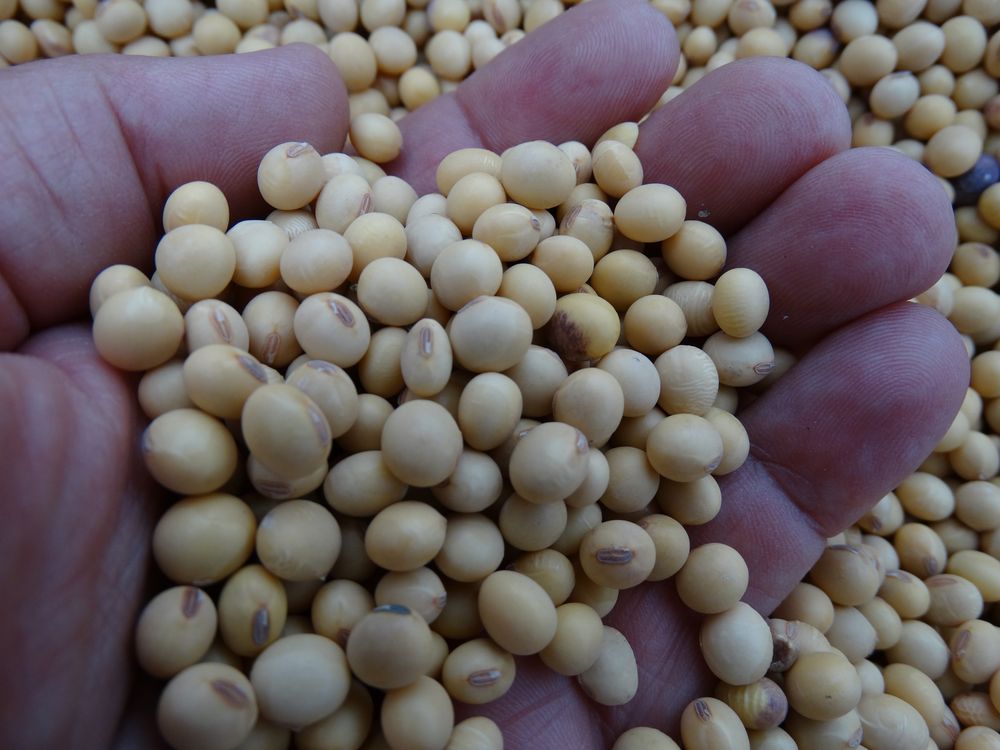 MGAP: informó sobre la relevancia de evitar contaminación en granos de soja.