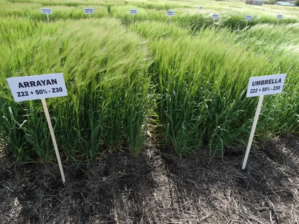 El área sembrada con cebada se incrementó notoriamente.