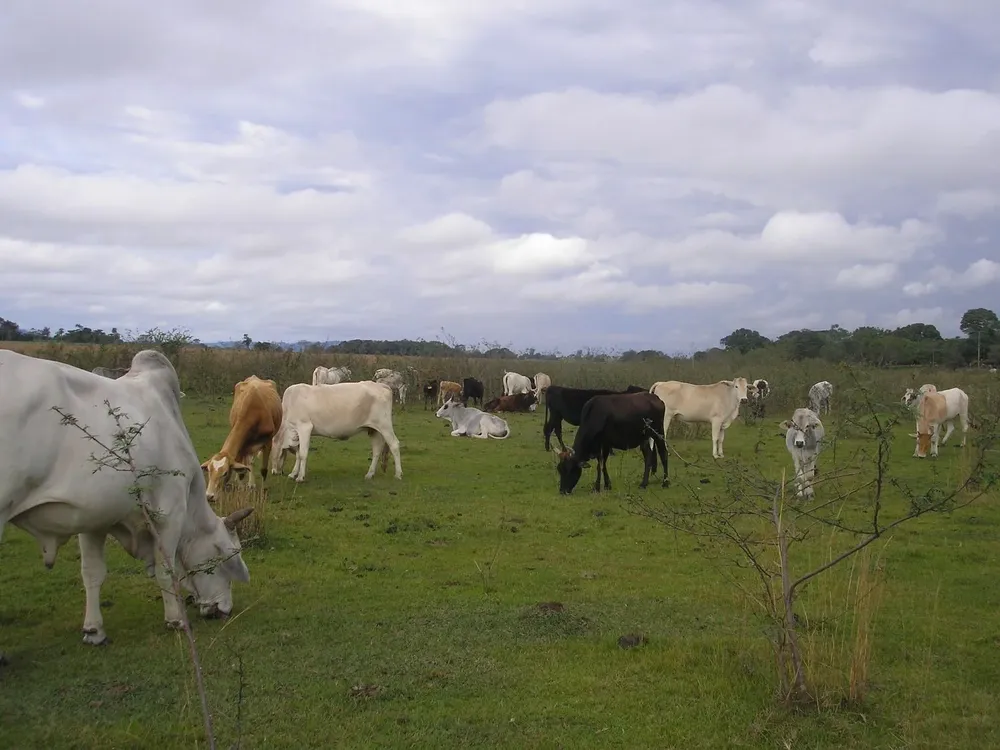 El precio del novillo gordo en Paraguay disminuyó 22% en los primeros siete meses del año.