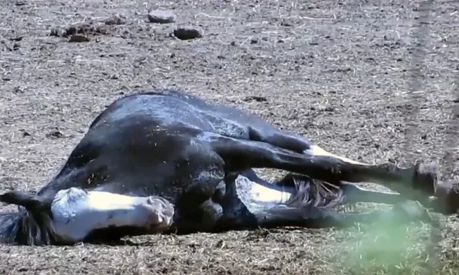 Imagen del audiovisual que cuenta con 10.000 visualizaciones en Facebook.