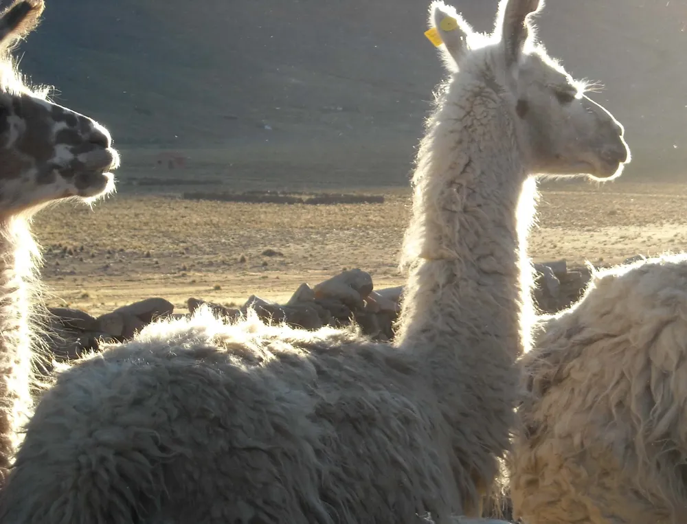 Las llamas domésticas son en realidad una quimera. Muchas de ellas son el resultado de la hibridación con las vicuñas y guanacos salvajes