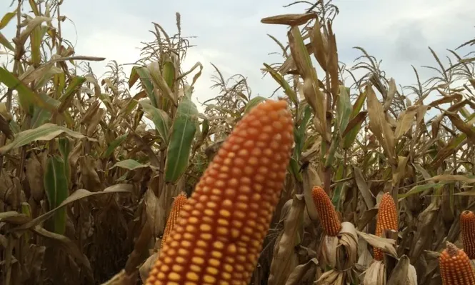 El 26% del maíz plantado en el mundo en 2016 fue transgénico