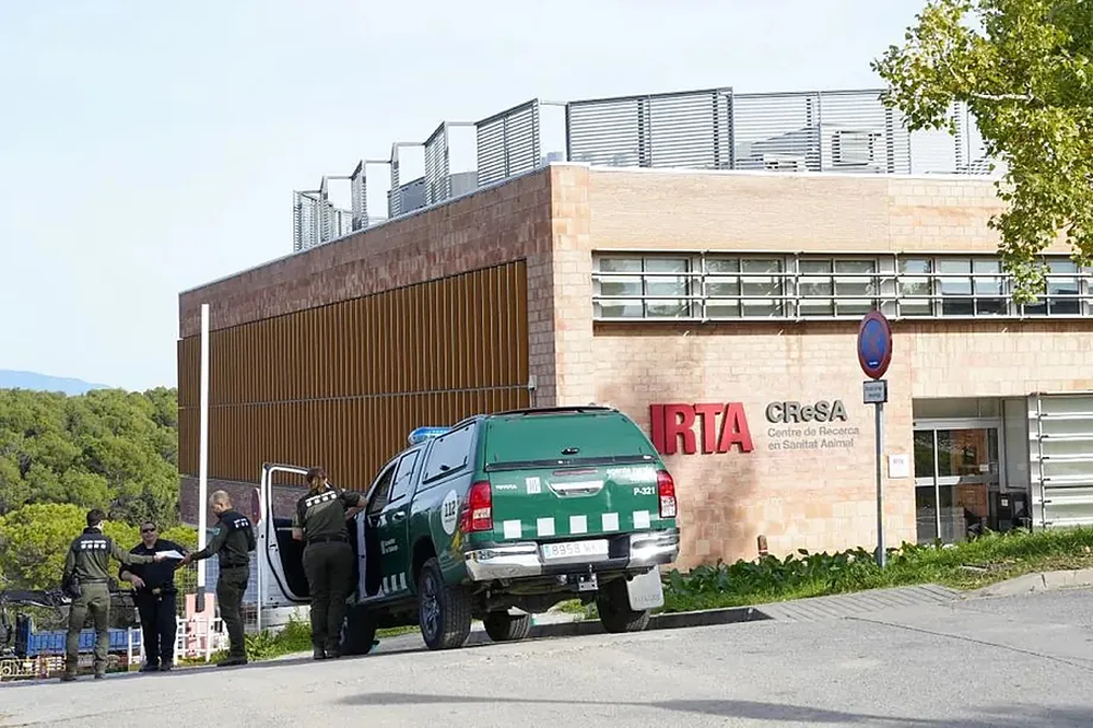 La Guardia Civil ingresa al laboratorio señalado como el origen del brote de peste porcina en Cataluña-