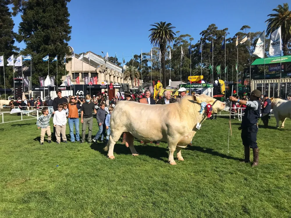 El Gran Campeón y Campeón Supremo de la raza.