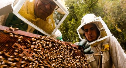 Apicultura: Uruguay exporta el 90% de la miel que produce.