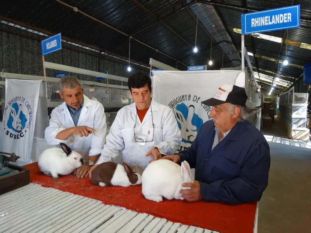 Los 264 conejos que serán calificados ya ingresaron al galpón.