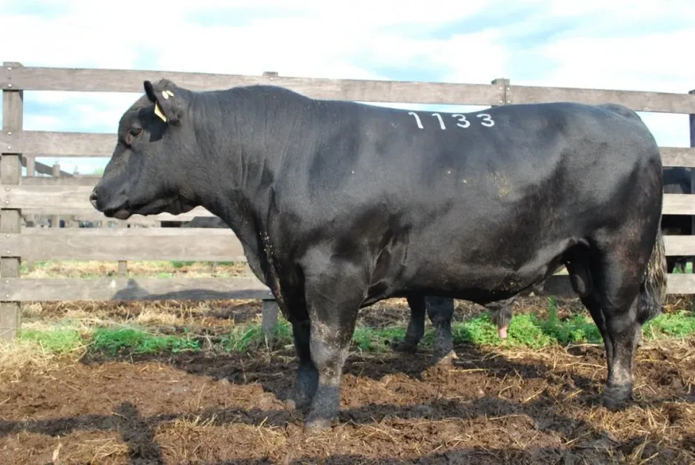 El Maturrango recomienda sus toros para producir buenos novillos