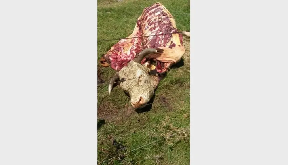 El toro fue muerto de un tiro y luego le sacaron la carne