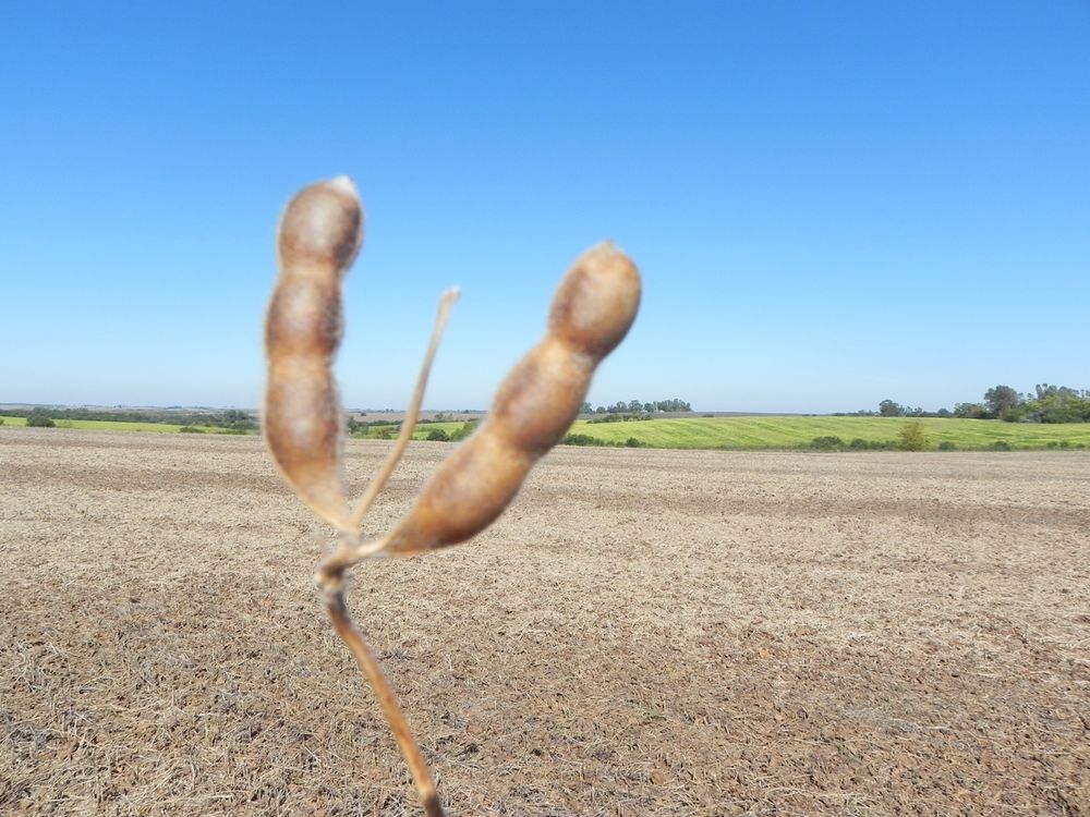 Sequía: menos kilos por hectárea y calidad menor en los granos de soja, un problema que impacta no solo en el campo.