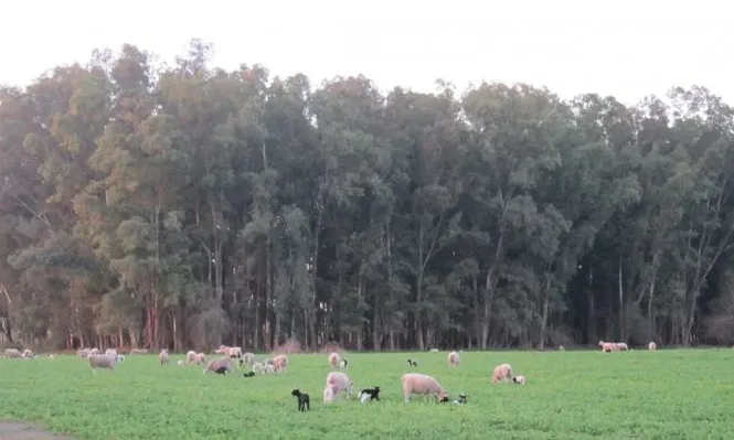 Disponer de un potrero de parición con buena comida, abrigo adecuado, hacer una esquila preparto y disponer de asesoramiento técnico es clave.