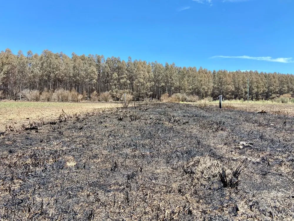 Más de 22 mil hectáreas se vieron afectadas por los incendios.