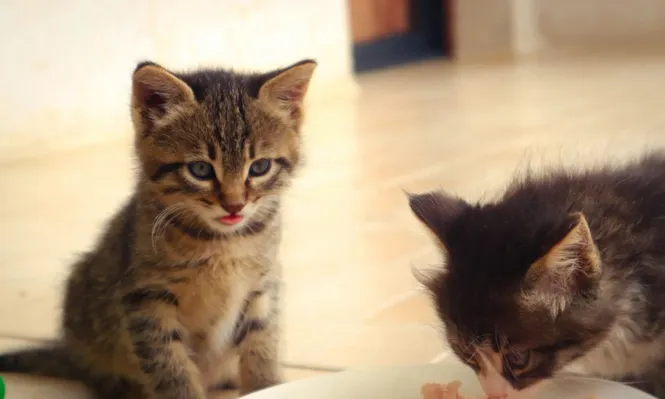 El sistema digestivo de los gatos no está hecho para procesar comida humana.