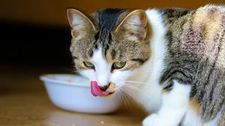 Los gatos necesitan una dieta alta en proteínas debido a su naturaleza carnívora.  