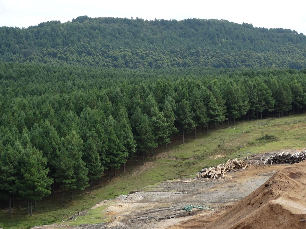 Desayuno Forestal 2024, una edición especial, con el aporte de los asesores en Agro de los distintos partidos.