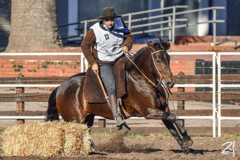 Caballos Criollos: Quelén Yerba Buena, primera entre las cuatro hembras clasificadas a la final del Freno de Oro 2024.