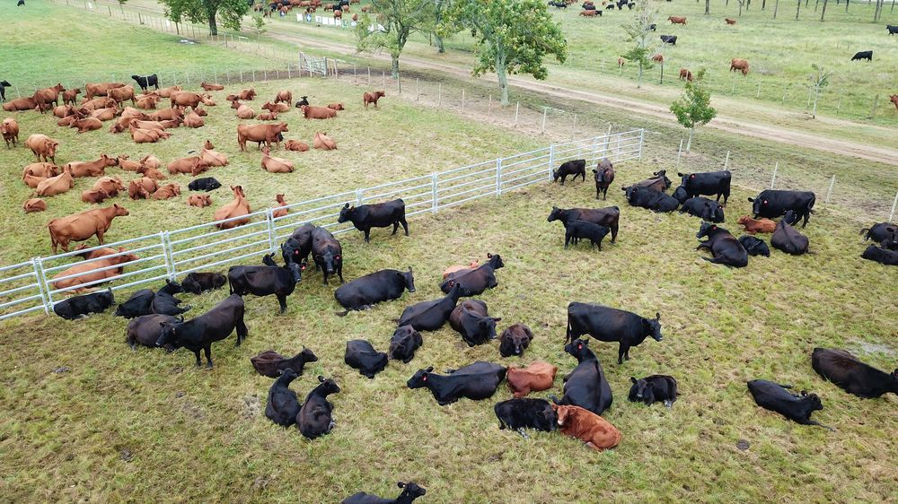 Ganado, tenencia y uso de suelo, datos que se relevan en cada declaración jurada anual de los Dicose.