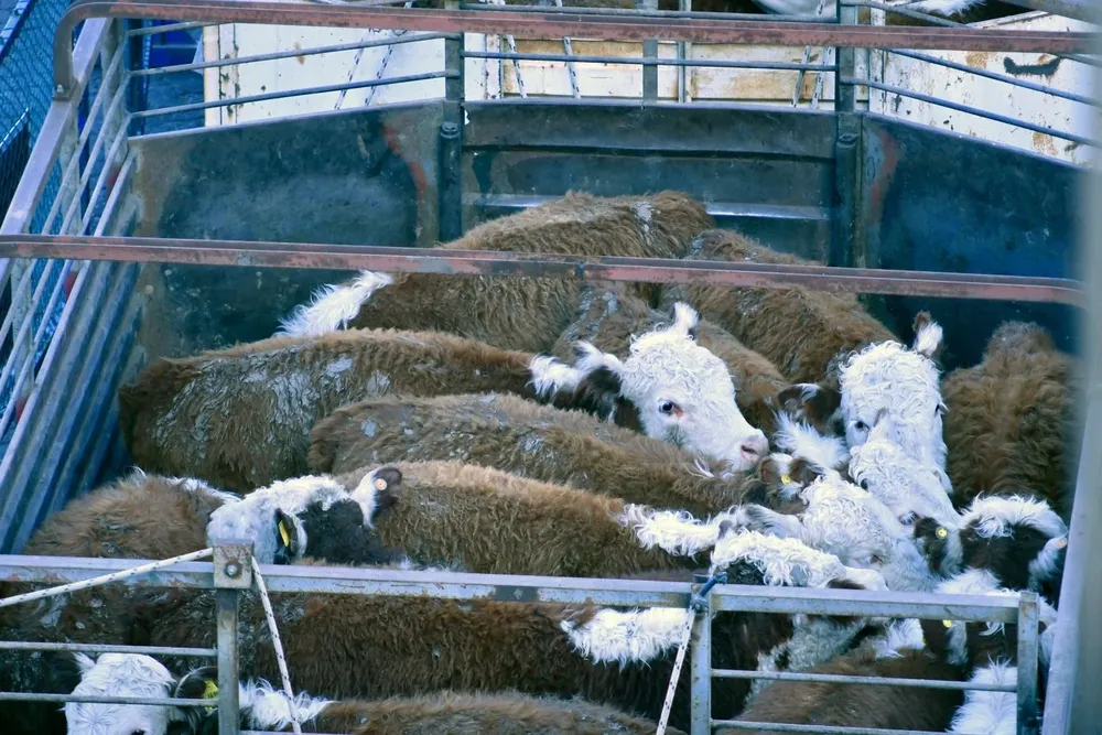 Para el mercado chino los exportadores uruguayos envían animales con destino a reproducción, mientras que para Turquía los ganados van con destino a recría.