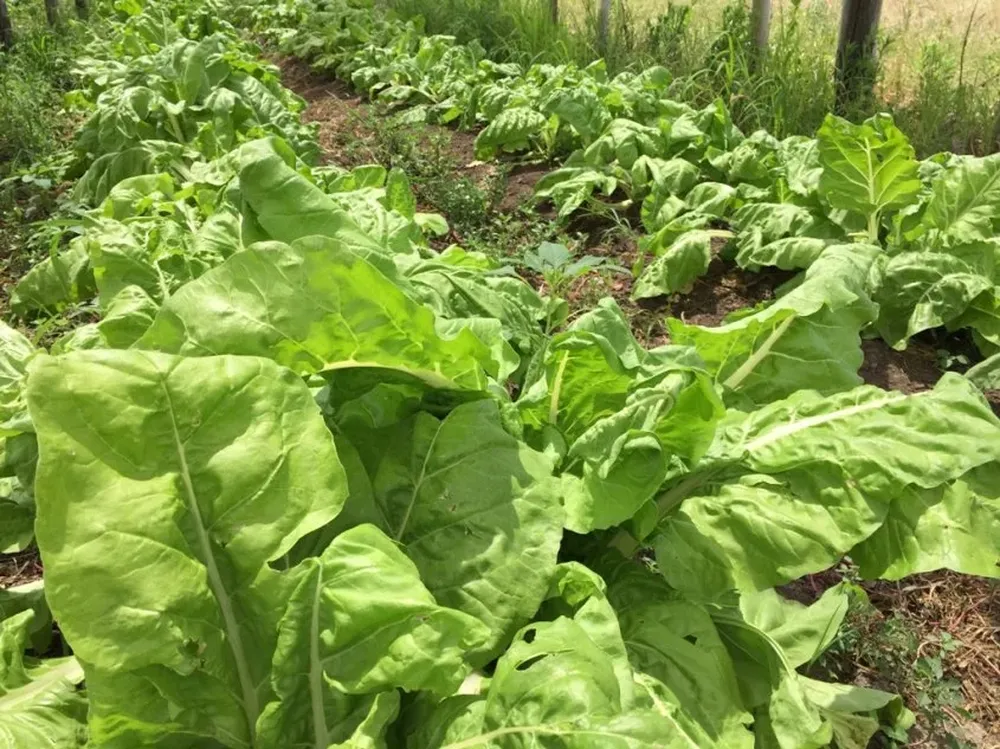 La horticultura es uno de los rubros que en forma importante se explota en Canelones