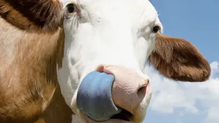 Preocupación en Extremadura por el brote de casos de lengua azul en vacas y ovejas