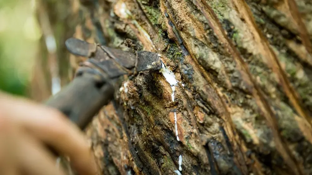 Caucho viene de la palabra taína cauchu que significa nulllágrimas de árbolnull. Los árboles de caucho lloran un látex lechoso que es la forma básica del caucho natural.