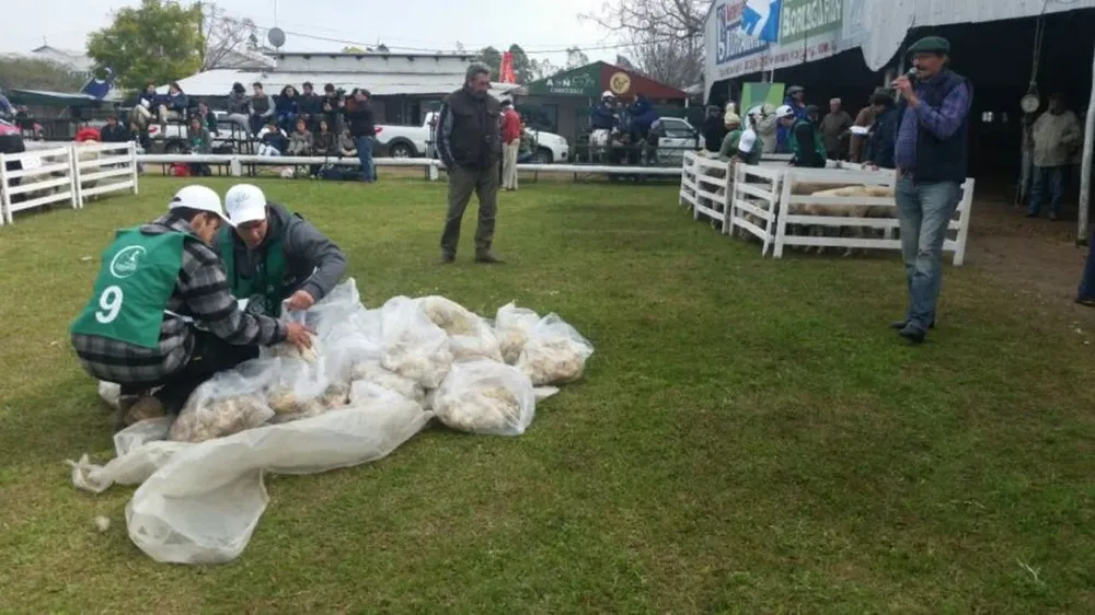 Una instancia de la clasificatoria de las Ovinpíadas Nacionales cumplida en Salto