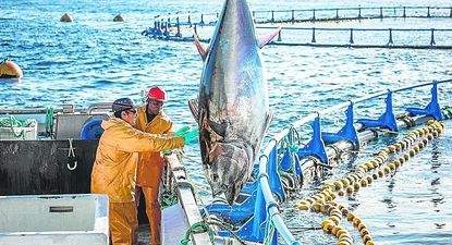 El Observador | ATUN ROJO 1