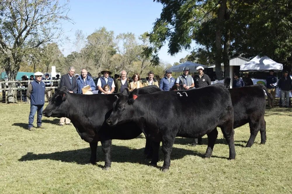 San Gregorio Ganadera se llevó varios premios en la Expo Nacional Angus.