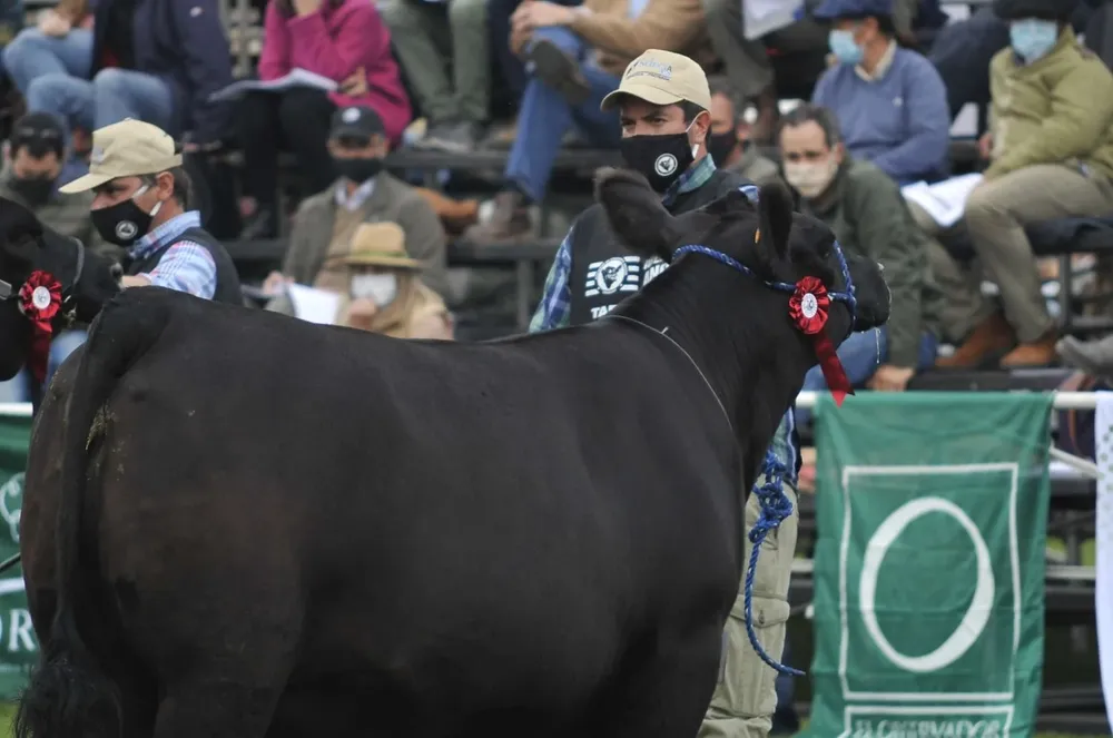 La Sociedad de Criadores de Aberdeen Angus del Uruguay publicó el Anuario Angus 2021.