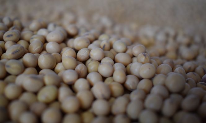 Mercado de granos: productores atentos a subas y bajas en los precios.