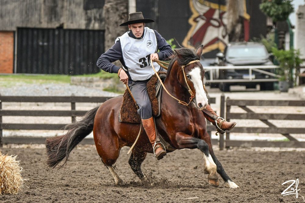 Caballos Criollos: Primer puesto en la Copa VW profesional para Las Pinochas Bolichera, de Las Pinochas SA.