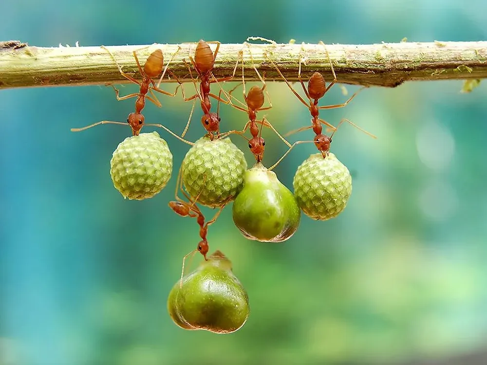 Hormigas sosteniendo semillas