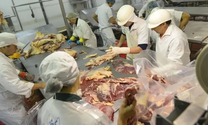 La faena es alta y frigoríficos presionan precios hacia abajo