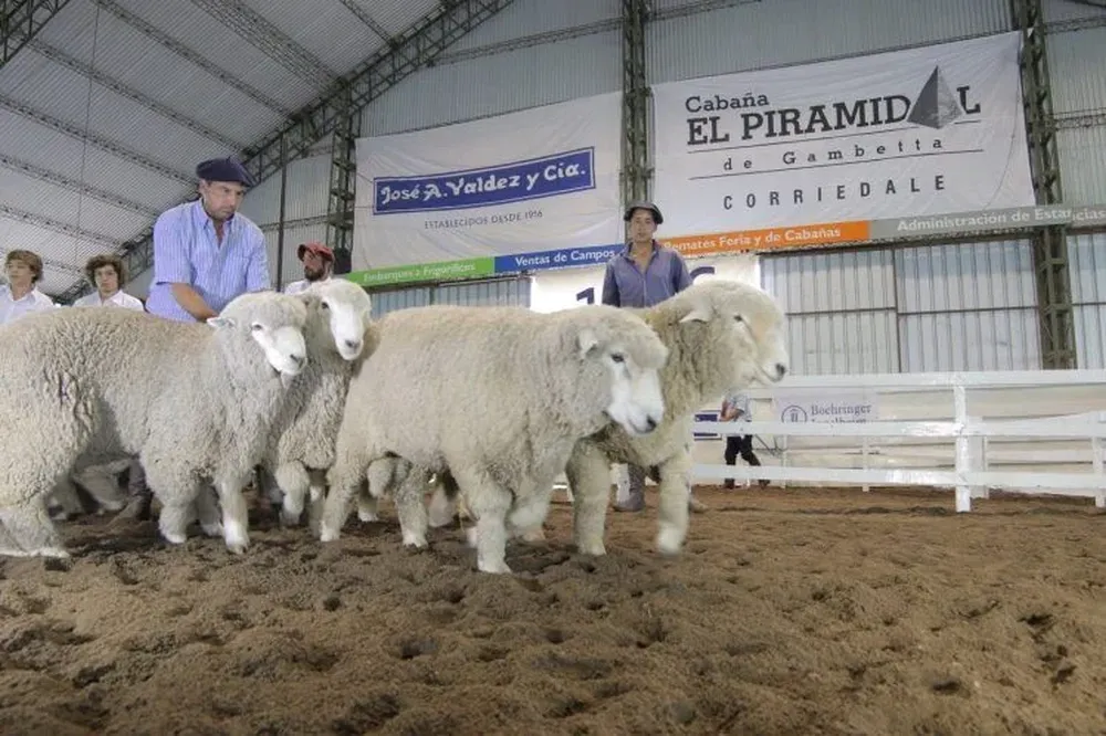 Entre la oferta de Corriedale se ofrecerá el carnero P91, que fue el Reservado Campéon en la Expo Prado 2018