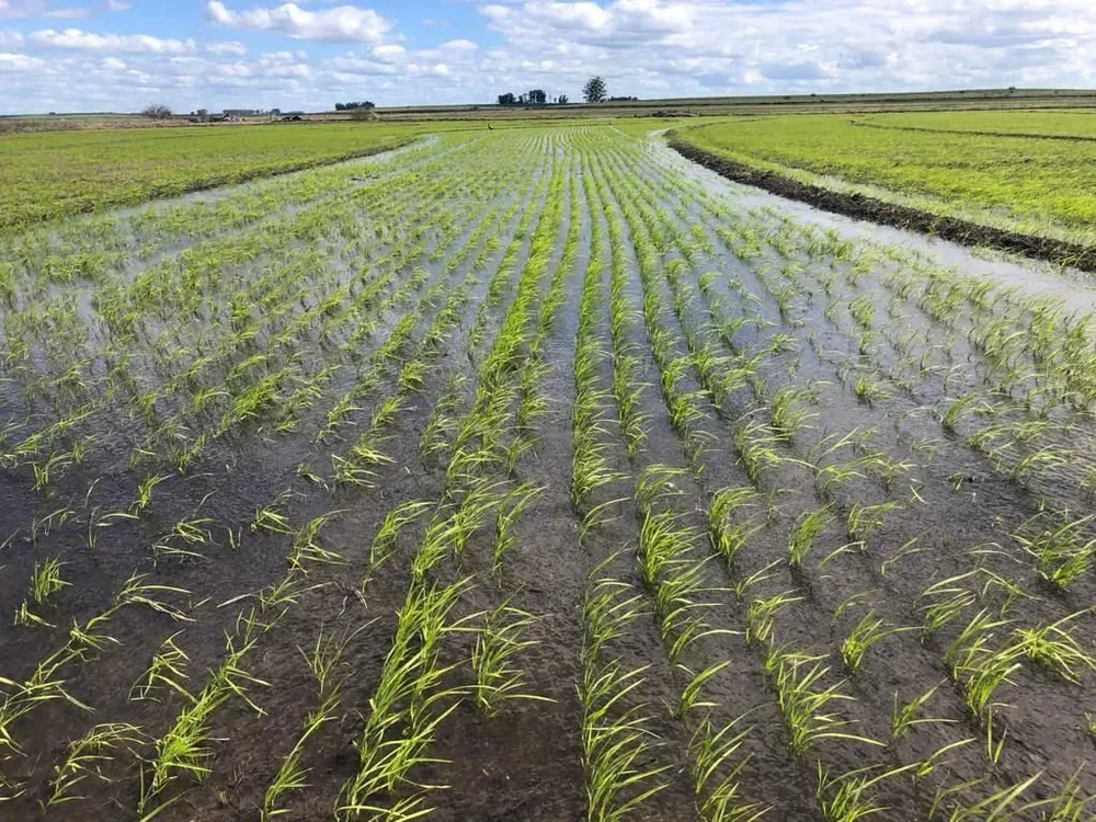 El cultivo de arroz se hace 100% bajo riego.