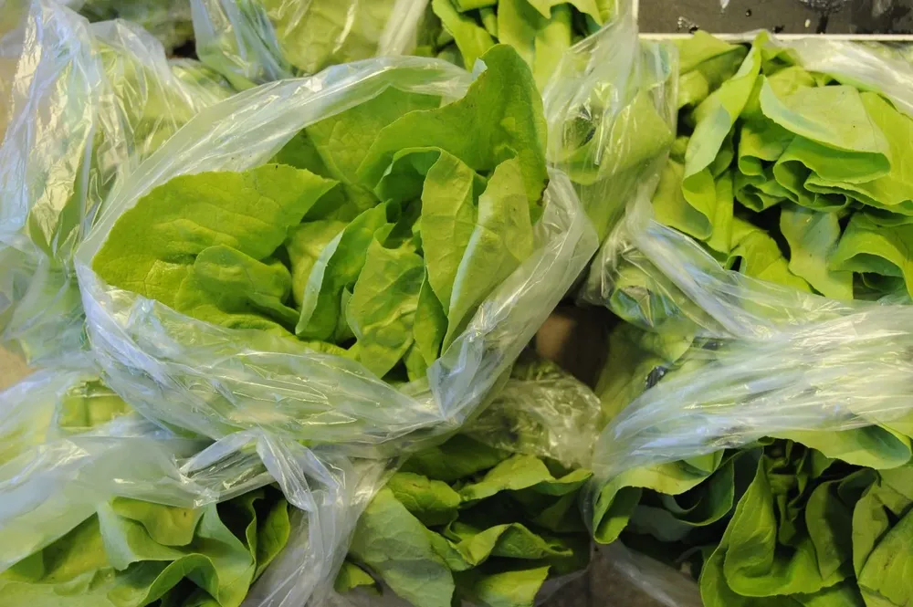 Lechuga de la variedad mantecosa.