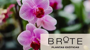 Workshop de Orquídeas - 17/8