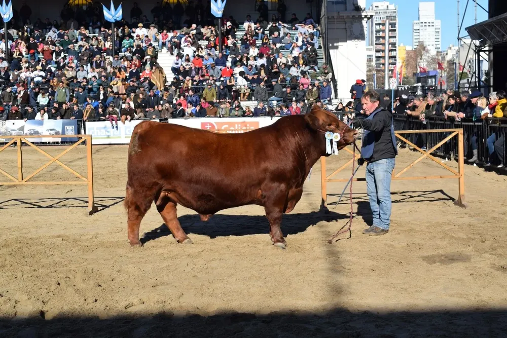 Precoz, el Junior expuesto por Milkland y La Rubeta