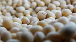 Soja, el grano más producido en Uruguay.