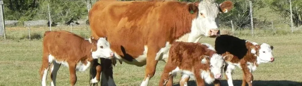 La producción ganadera en un escenario que abre oportunidades