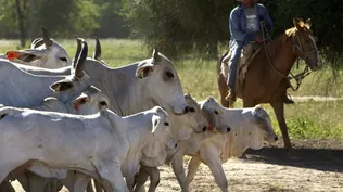 En el Chaco paraguayo la principal actividad es la ganadería