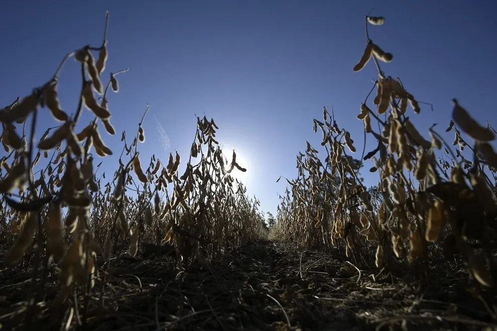 Se espera que para esta zafra el precio de la soja baje.