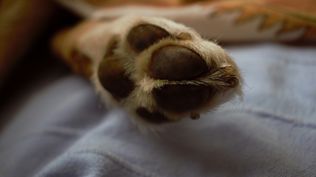 Las patas de los perros son tan sensibles como las manos humanas.  
