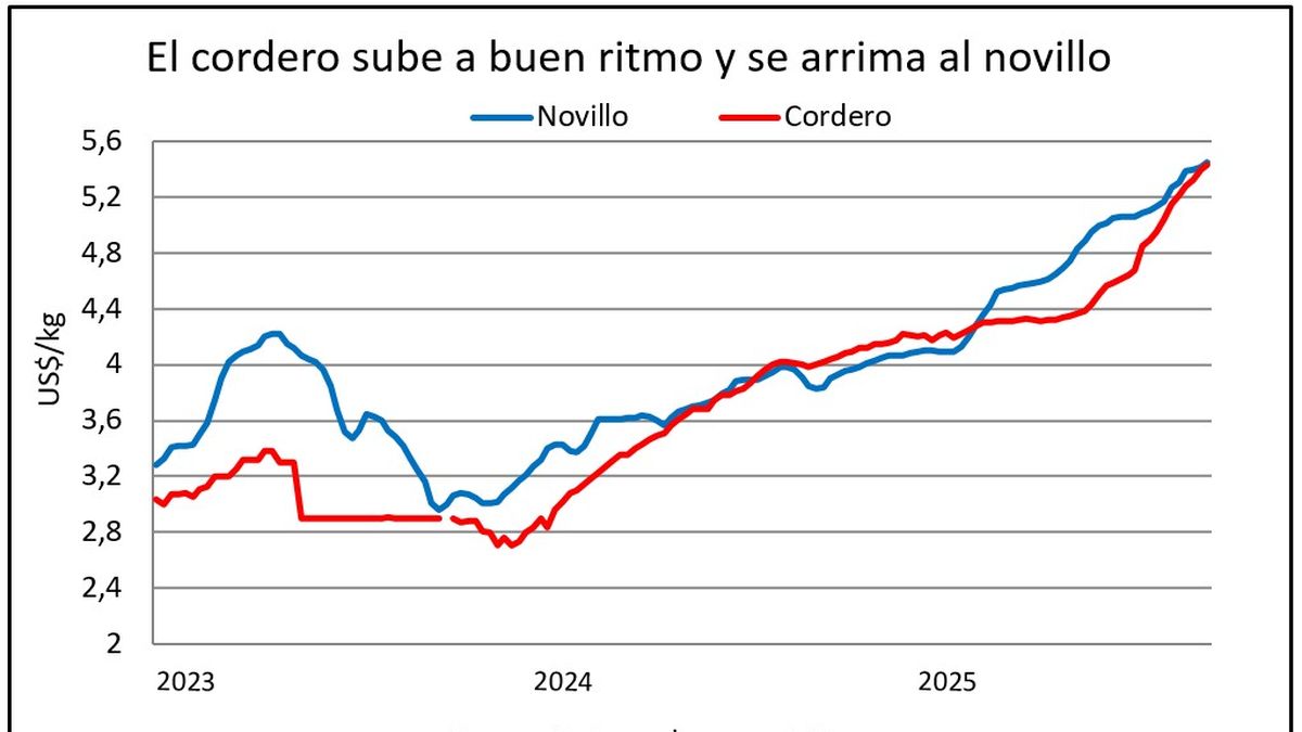 Precios de las lanas encuentran un primer techo y el del cordero se arrima al del novillo
