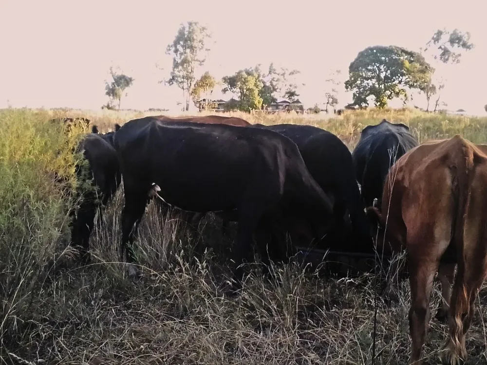 Las vacas este martes en el predio de la escuela