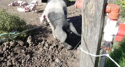 Producción de cerdos.