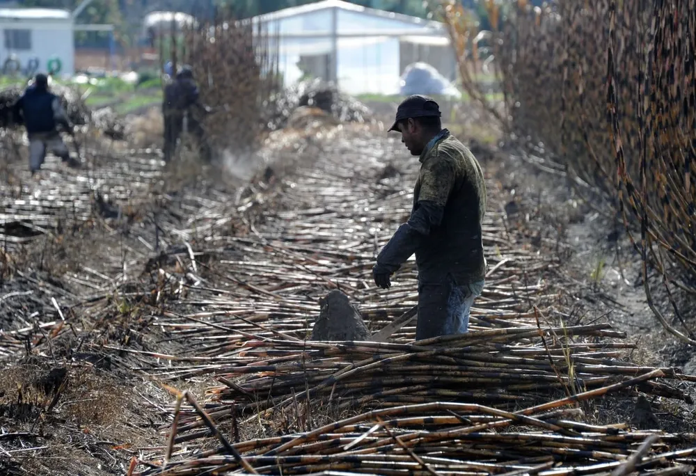 Nuevo modelo para el pago a los productores incorpora como variable el precio internacional del azúcar.
