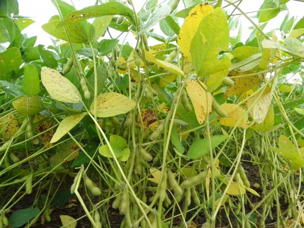 Expectativa por el inicio de la cosecha en los campos de Uruguay y de la región.
