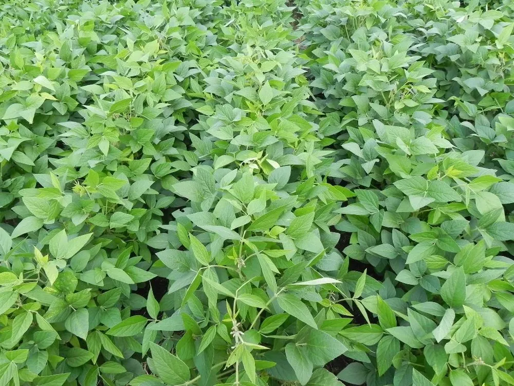 Subió el precio promedio que recibirán los productores en EEUU