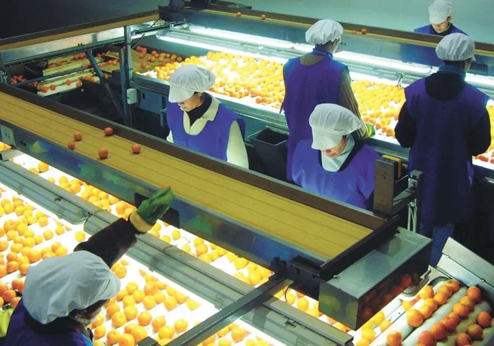 Las exportaciones de fruta cítrica a la fecha son similares en volumen a 2016