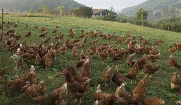 Las gallinas deberán ser encerradas en corrales en 40 municipios de Galicia.
